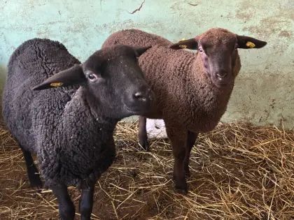 Reinrassige Juralämmer männlich