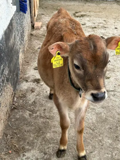 Originales Jersey Kuhkalb