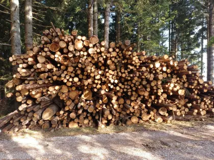 Schleifholz/Faserholz Fichte