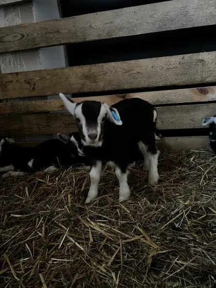 Thüringer Waldziegen Böckchen