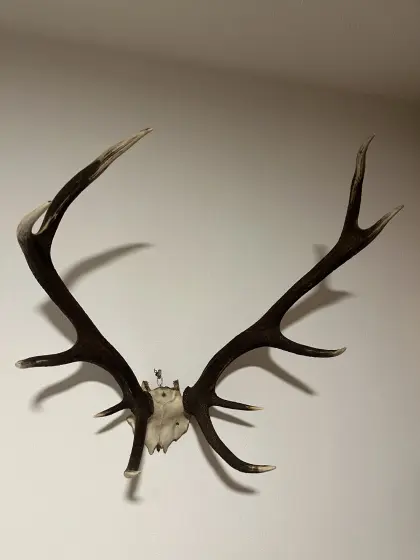 Hirschgeweih / Rothirsch