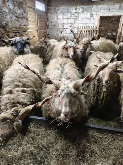 Ungarische Zackelschafe