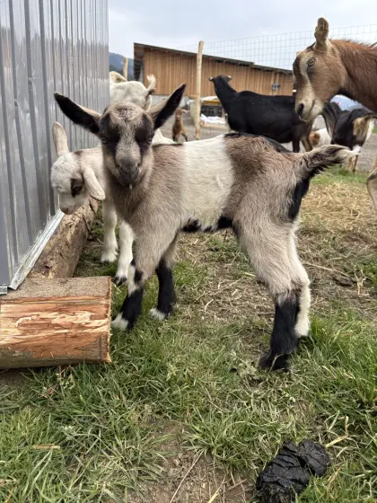 Ziegenbock