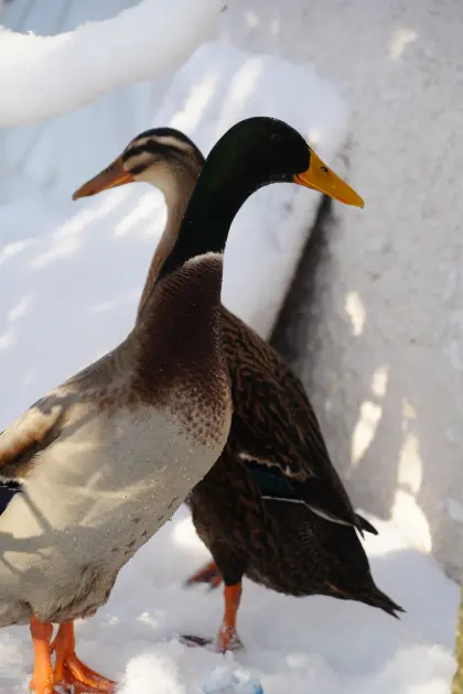 Männliche Laufenten zu verschenken