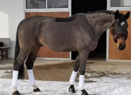 Bildhübscher Wallach mit Schulpferdcharakter