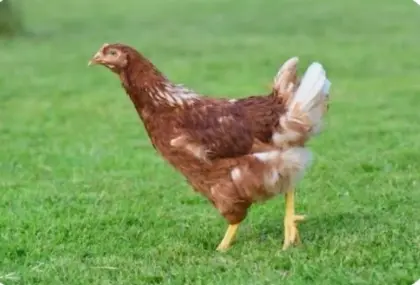 Jung-Hennen Legehennen