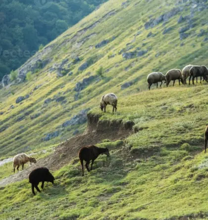 Suche Feld zum Kaufen im Raum Anras