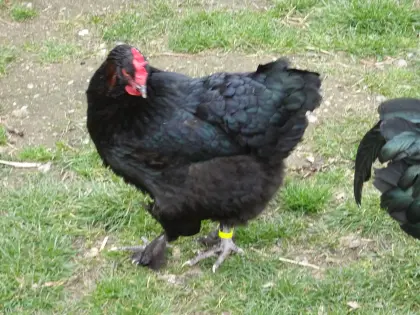 Marans