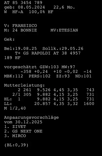 Trächtige HF Kalbin