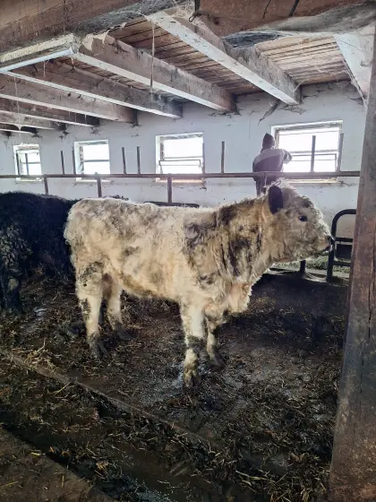 BIO Galloway Stier 10/2024
