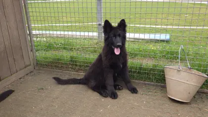 Altdeutscher Schäferhund-Welpe Rüde