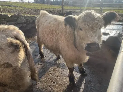 White Galloway Färse Bio