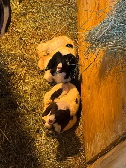 4 gescheckte Bergschafe mit Nachwuchs