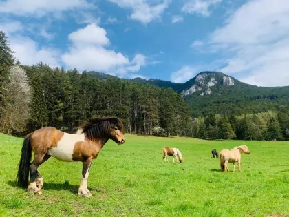 Isländer Jungpferde 1-3-jährig