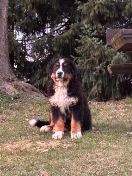 Berner Sennenhund