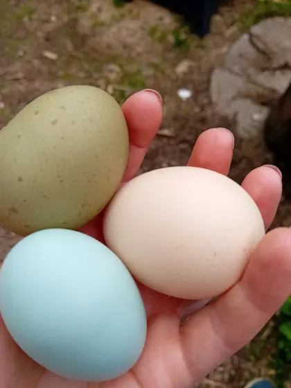 Kunterbunte Bruteier