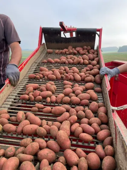 Kartoffel Sorte Laura