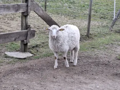 Krainer Steinschaf Jungwidder