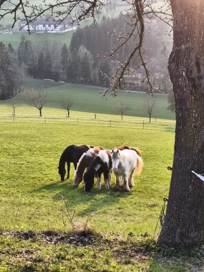 Aufzuchtplatz für Hengste