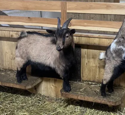 Zwergziegenbock kastriert