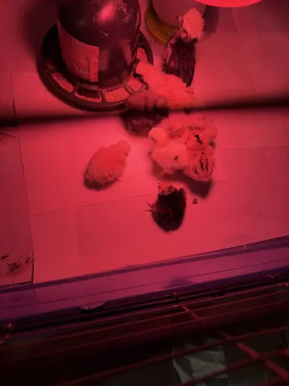 Rassenküken zu verkaufen