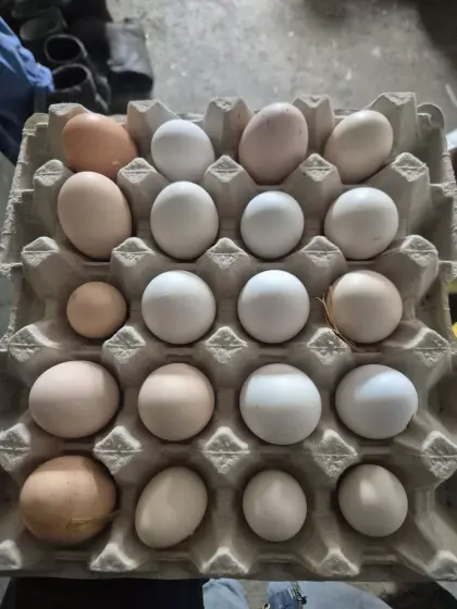 Gemischte Hühner Bruteier