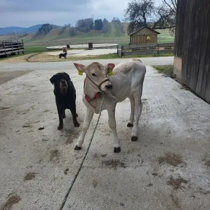 Braunvieh Kalb weiblich