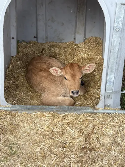 Verkaufe Braunvieh Kälber