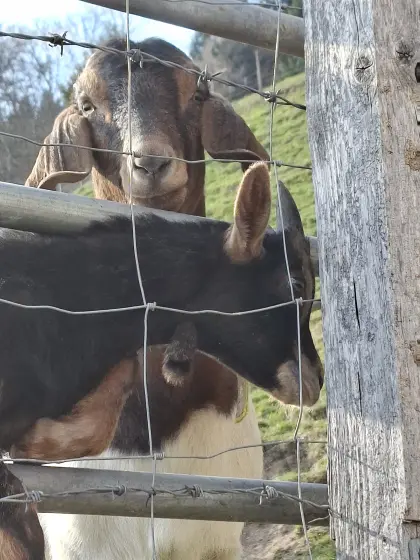 Ziegenkitze zu verkaufen