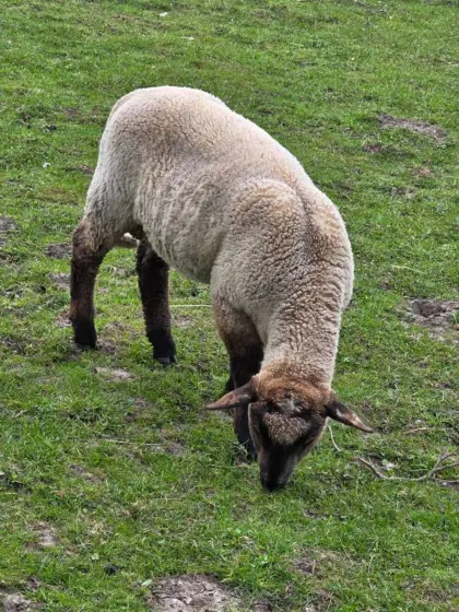 Suche Schaf oder Lamm