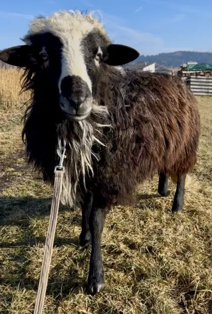 Krainer Steinschaf Widder Minos