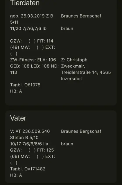 Widder - Braunes Bergschaf