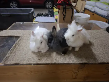 Zwergkaninchen / Zwerghasen