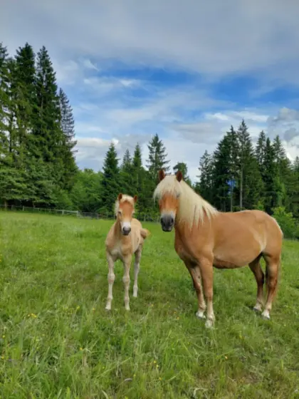 Haflinger Stute