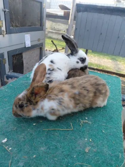 Mix Kaninchen