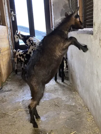 Weibliche Tauernscheckenkitze, nicht herdebuchf., abzugeben!