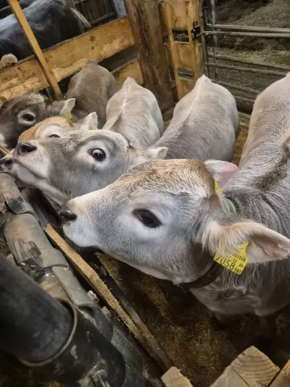 Tiroler Grauvieh Kalb