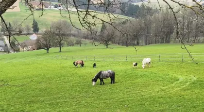 Aufzuchtplätze für Stuten