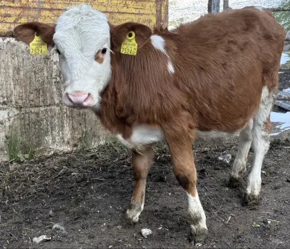 Weibliches Fleckviehkalb zu verkaufen