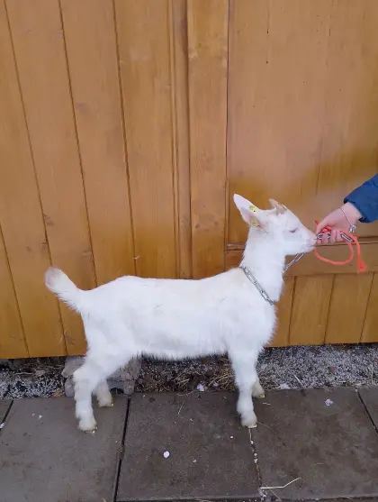 Saanen/GGZ Ziegenböcke