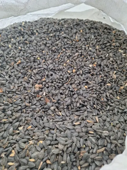 Bio-Sonnenblumen Bio-Austria HO