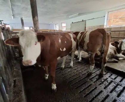 Trächtige Kalbinnen zu verkaufen