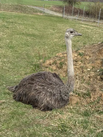 Strauß 3 Stk. weiblich