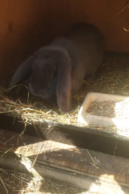 Blaue Wiener, Riesenschecken Havanna, Blauer Widder Rammler