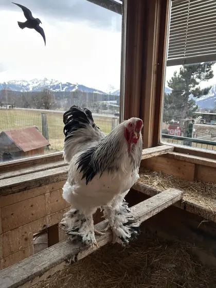 Brahma Hahn und Steinpiperl Hahn