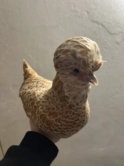 Zwerg Paduaner - chamois-weiß gesäumt