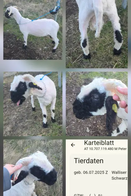 Walliser Schwarznasenwidder