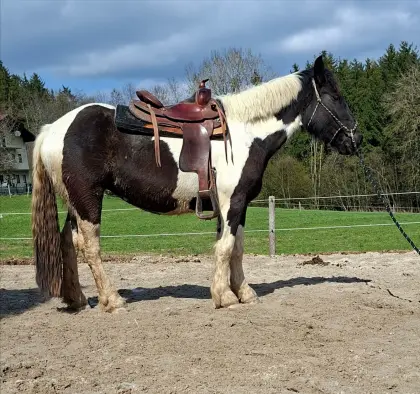 3-jährige Norikerstute Schecke Larena