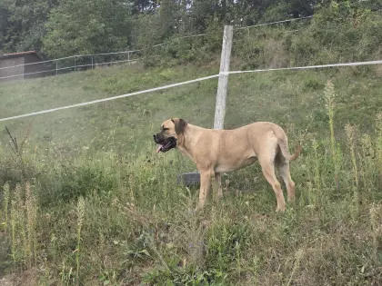 Cane Corso Hündin mit Stammbaum sucht aktives Zuhause
