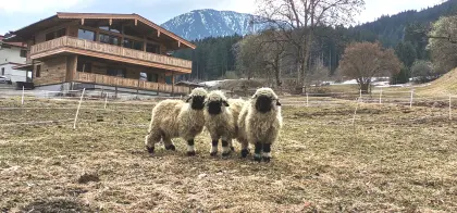Waliser Schwarznasen Jungwidder zu verkaufen